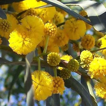 Flower Seeds, Seeds,Seeds For Planting,Plant Seeds