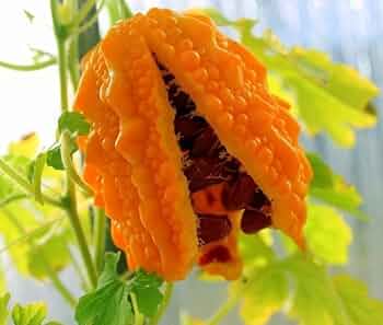 Momordica Vegetable Seeds for Planting – Heirloom & Non-GMO Garden Seeds for Versatile Home Growing
