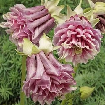 Flower Seeds, Seeds,Seeds For Planting,Plant Seeds