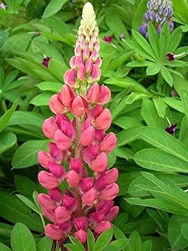 Flower Seeds, Seeds,Seeds For Planting,Plant Seeds