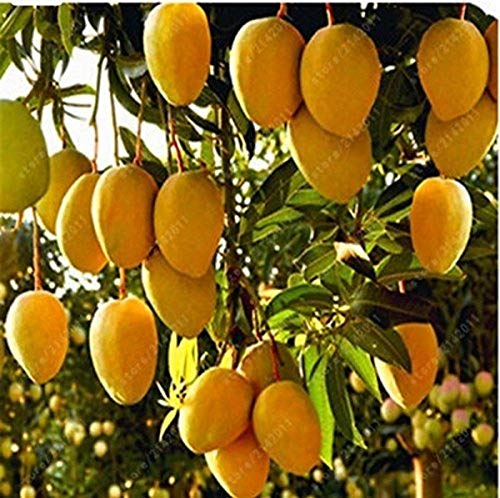 Competition Mango fruit seeds for planting - Heirloom & Non-GMO Garden seeds