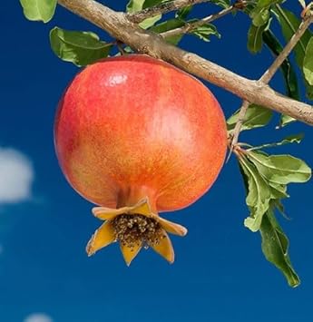Fruit Seeds,Garden seeds, Seeds For Planting,Plant Seeds