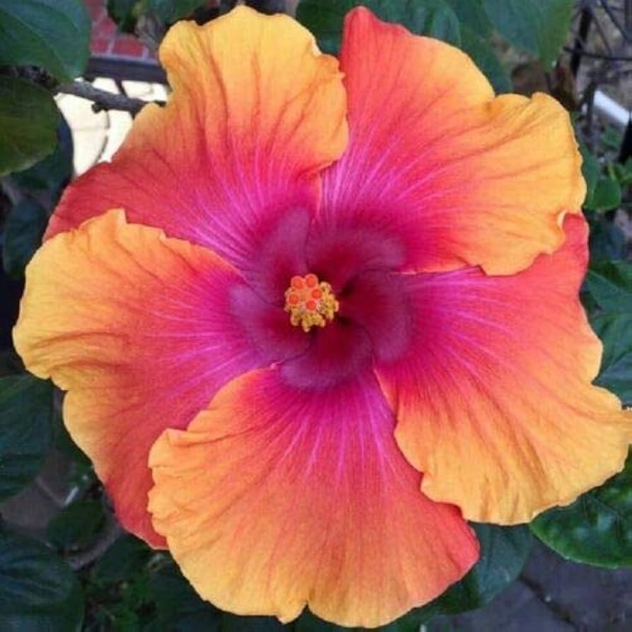 Hibiscus Flower Seeds for Planting – Wildflower Mix, Heirloom, Non-GMO, High Germination Organic Garden Seeds