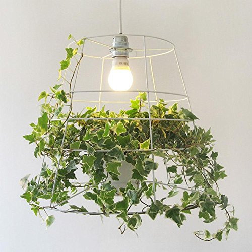Green Chandelier Seeds for Planting – Heirloom, Non-GMO, High Germination, Perfect for Borders