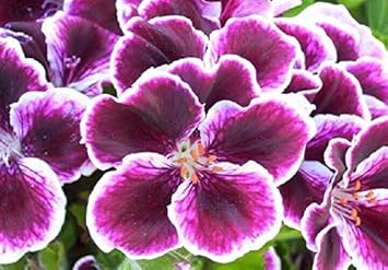 Flower Seeds, Seeds,Seeds For Planting,Plant Seeds