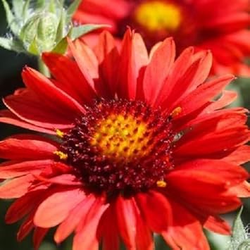 Flower Seeds, Seeds,Seeds For Planting,Plant Seeds