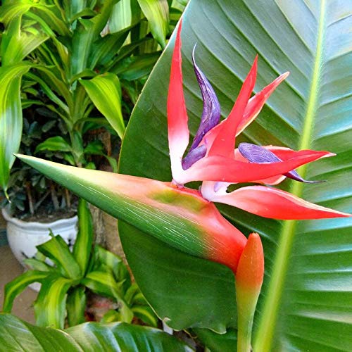 Red Strelitzia Reginae Flower seeds for Planting - Hardy Variety, Heirloom &amp; GMO Free Seeds for Home Garden