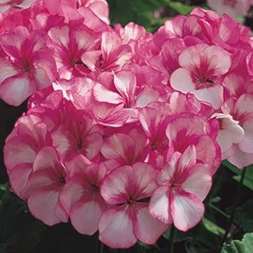 Flower Seeds, Seeds,Seeds For Planting,Plant Seeds