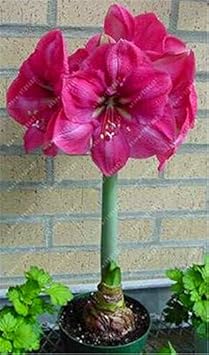 Flower Seeds, Seeds,Seeds For Planting,Plant Seeds