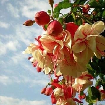 Flower Seeds, Seeds,Seeds For Planting,Plant Seeds