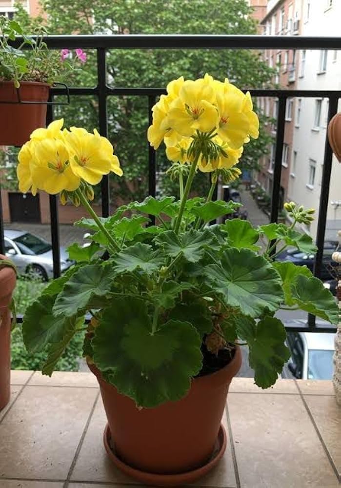 Thick Yellow Geranium Flower Seeds for Planting – Heirloom Non-GMO, High Germination Organic Garden Seeds