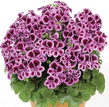 Flower Seeds, Seeds,Seeds For Planting,Plant Seeds