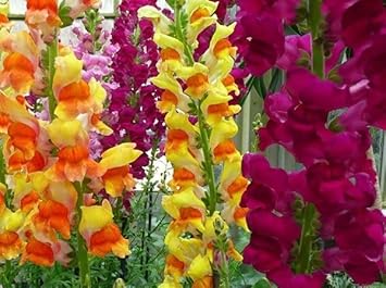Flower Seeds, Seeds,Seeds For Planting,Plant Seeds