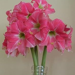 Flower Seeds, Seeds,Seeds For Planting,Plant Seeds
