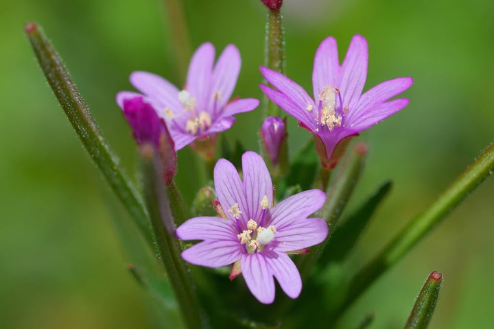 Flower Seeds, Seeds,Seeds For Planting,Plant Seeds