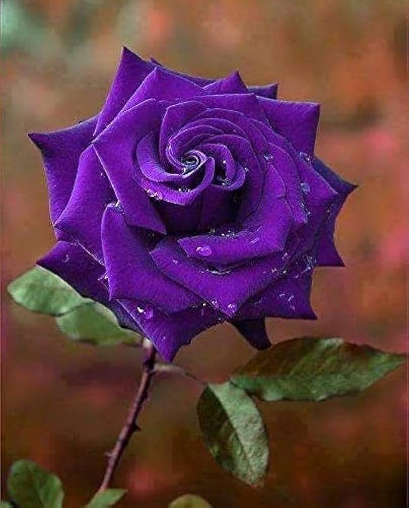 Deep Purple Rose Flower Seeds for Planting – Heirloom, Non-GMO, Fragrant Blossoms, High Germination