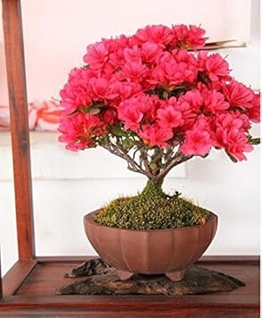 Flower Seeds, Seeds,Seeds For Planting,Plant Seeds