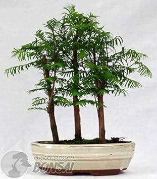 Vegetable Seeds,Garden seeds, Seeds For Planting,Plant Seeds