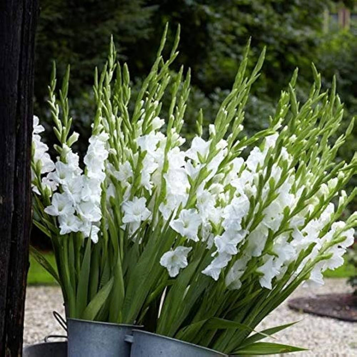 White Gladiolus Flower Seeds for Planting – Heirloom, Non-GMO, High Germination Garden Seeds