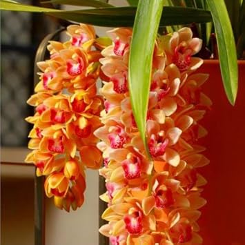 Flower Seeds, Seeds,Seeds For Planting,Plant Seeds