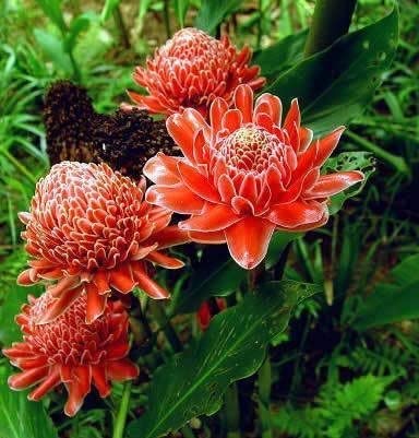 Etlingera Elatior Flower Seeds for Planting – Heirloom Non-GMO, High Germination Organic Garden Seeds