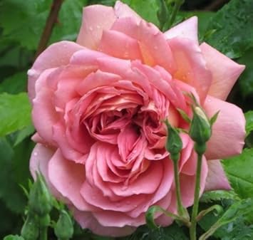 Flower Seeds, Seeds,Seeds For Planting,Plant Seeds