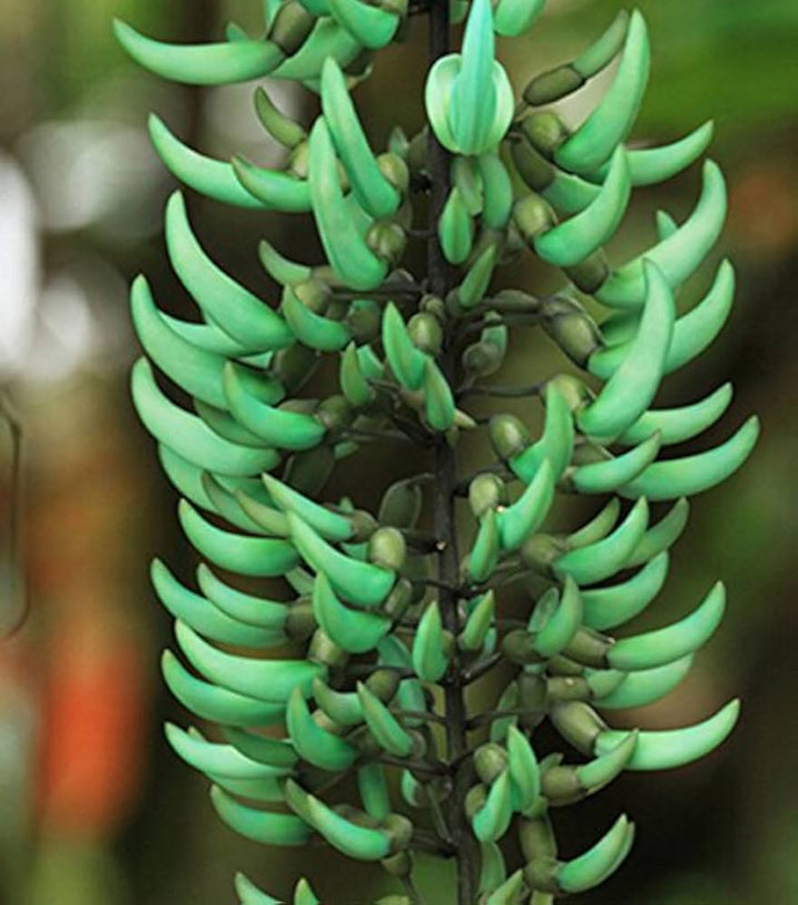 Light Green Strongylodon Flower Seeds for Planting – Heirloom, Non-GMO, Bright Blooms, High Germination