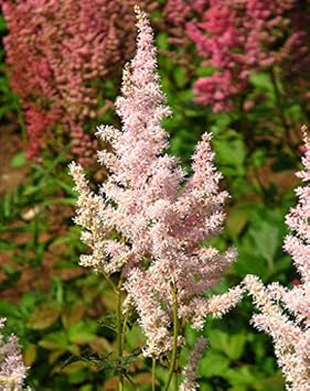 Flower Seeds, Seeds,Seeds For Planting,Plant Seeds