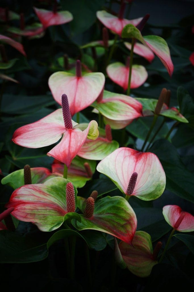 Flower Seeds, Seeds,Seeds For Planting,Plant Seeds