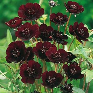 Flower Seeds, Seeds,Seeds For Planting,Plant Seeds