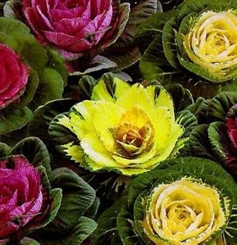 Flower Seeds, Seeds,Seeds For Planting,Plant Seeds