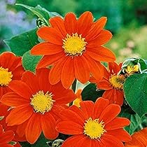 Orange Mini Sunflower Seeds for Planting, Heirloom Non-GMO Garden Seeds for Cut Flowers