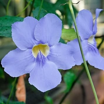 Flower Seeds, Seeds,Seeds For Planting,Plant Seeds