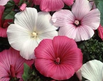 Flower Seeds, Seeds,Seeds For Planting,Plant Seeds