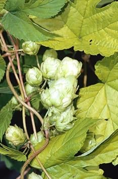 Humulus Lupulus  Flower seeds for Planting - Seasonal Bloomer, Heirloom & GMO Free Seeds for Home Garden, 100pcs
