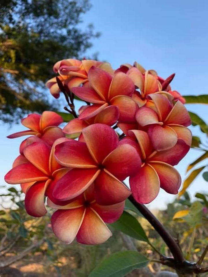 Flower Seeds, Seeds,Seeds For Planting,Plant Seeds