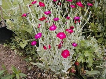 Flower Seeds, Seeds,Seeds For Planting,Plant Seeds