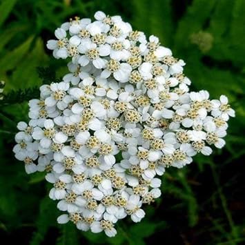 Flower Seeds, Seeds,Seeds For Planting,Plant Seeds