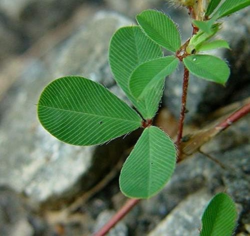 Lespedeza Flower Seeds for Planting – Heirloom, Non-GMO, High Germination Cottage Garden Essential