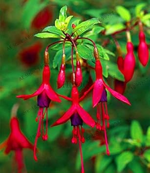 Flower Seeds, Seeds,Seeds For Planting,Plant Seeds