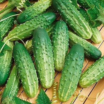 Vegetable Seeds,Garden seeds, Seeds For Planting,Plant Seeds