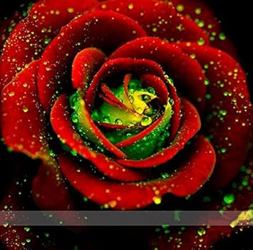 Flower Seeds, Seeds,Seeds For Planting,Plant Seeds