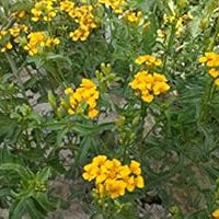 Flower Seeds, Seeds,Seeds For Planting,Plant Seeds
