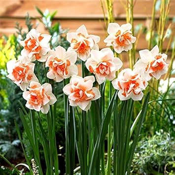 Flower Seeds, Seeds,Seeds For Planting,Plant Seeds