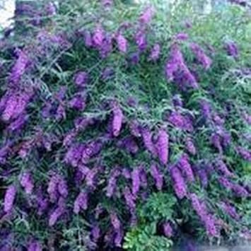 Flower Seeds, Seeds,Seeds For Planting,Plant Seeds