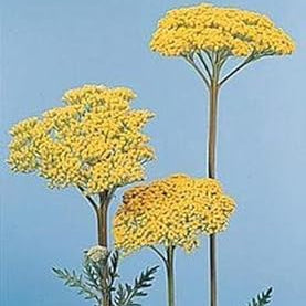 Flower Seeds, Seeds,Seeds For Planting,Plant Seeds