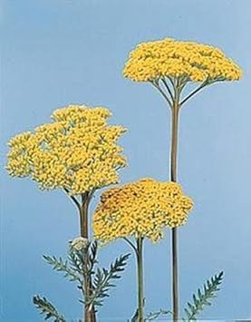 Flower Seeds, Seeds,Seeds For Planting,Plant Seeds