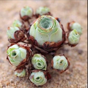 Flower Seeds, Seeds,Seeds For Planting,Plant Seeds