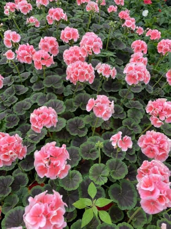 Maverick Salmon Geranium Seeds for Planting – Sun Loving, Heirloom & Non-GMO Organic Garden Seeds