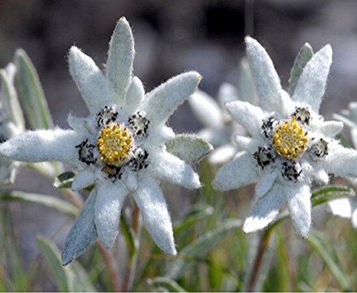 White Edelweiss Alpine Flower Seeds for Planting – Heirloom, Non-GMO, High Germination Organic Garden Seeds